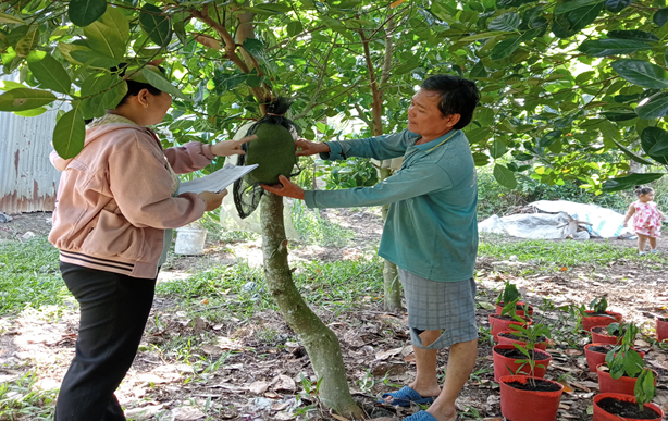 Hội viên nông dân khóm Long Hưng vươn lên làm giàu từ nguồn vốn vay Ngân hàng Chính sách